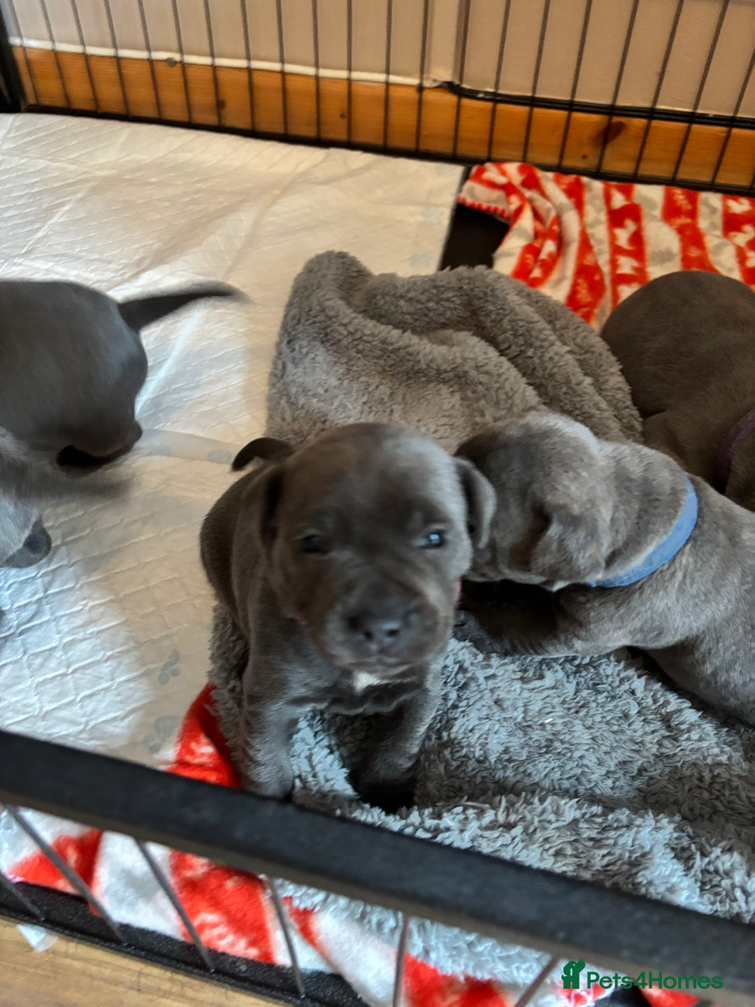 Staffordshire Bull Terrier dogs for sale: Blue staffy pups - Advert 3