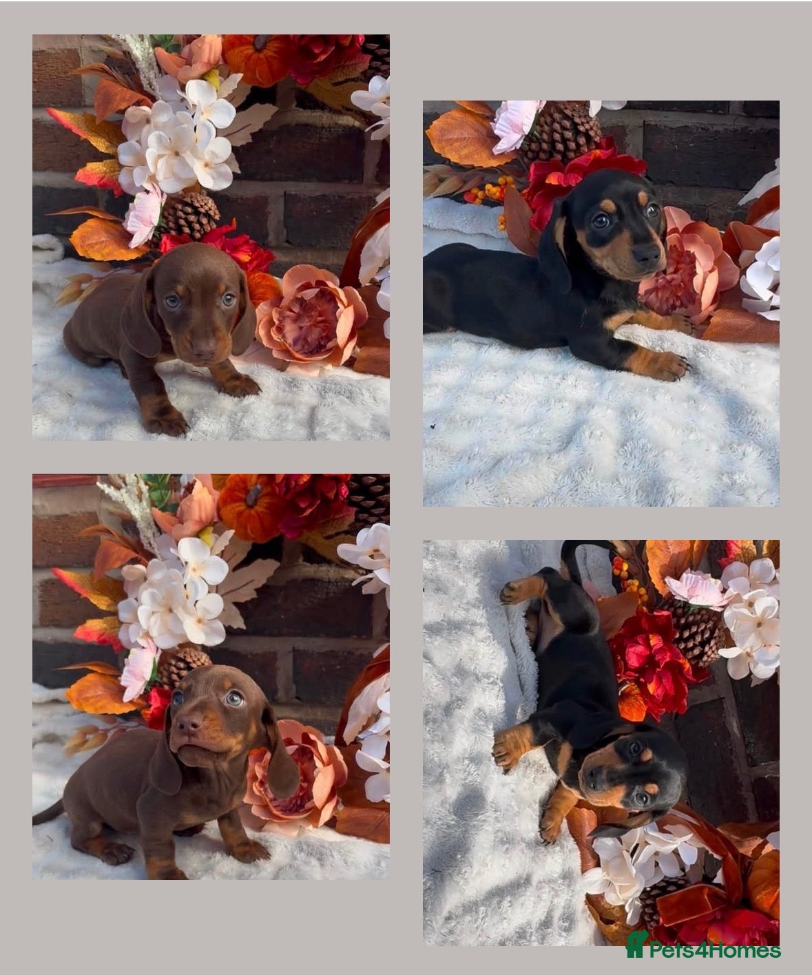 Miniature Dachshund dogs Miniature dachshund puppies ❤️ - Advert 1
