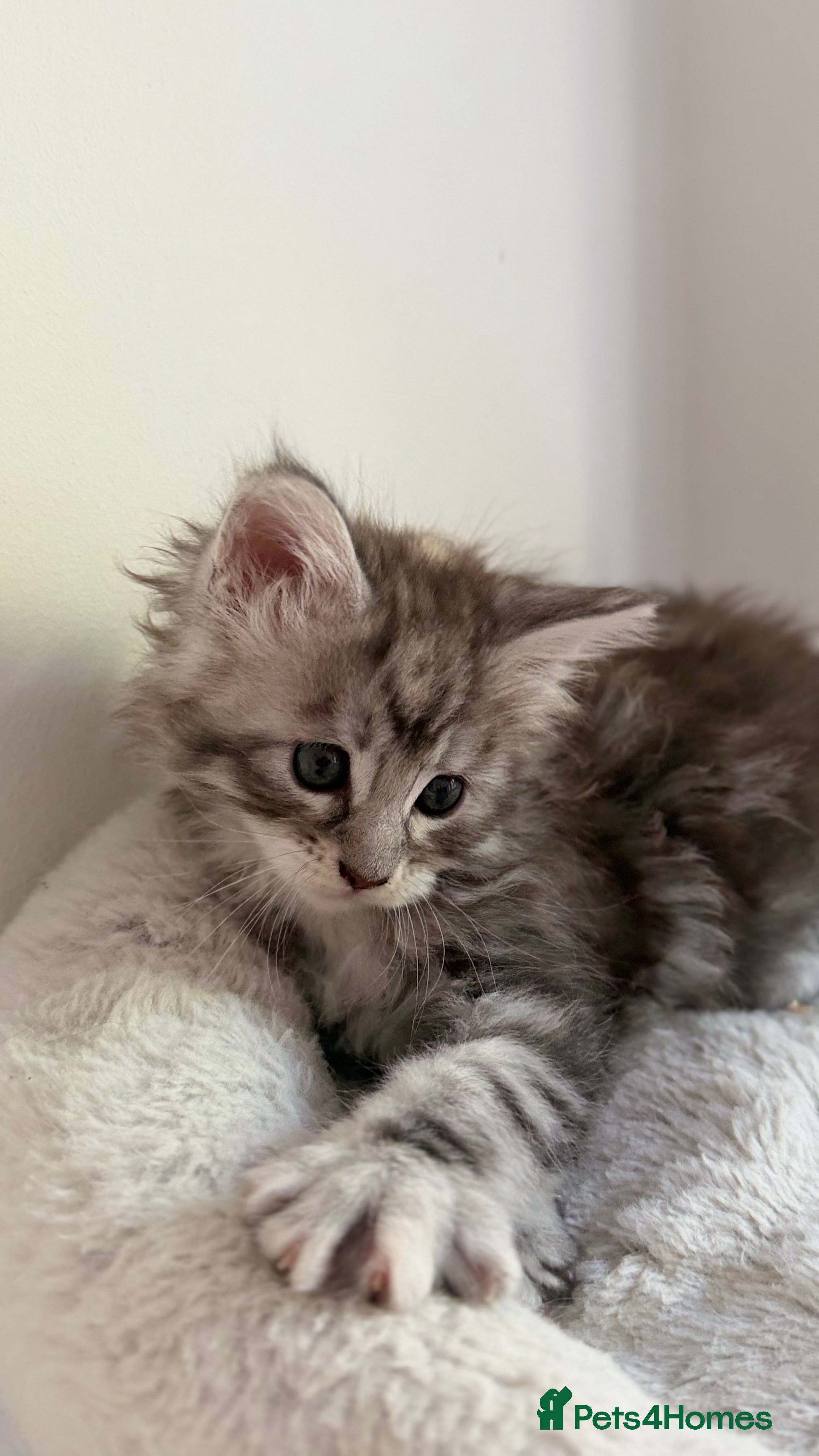 Maine Coon cats 6 loving kittens  - Advert 2