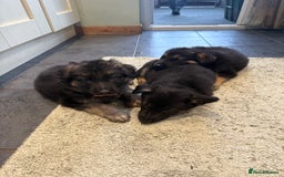 German Shepherd dogs for sale: German Shepard puppies  - Advert 1