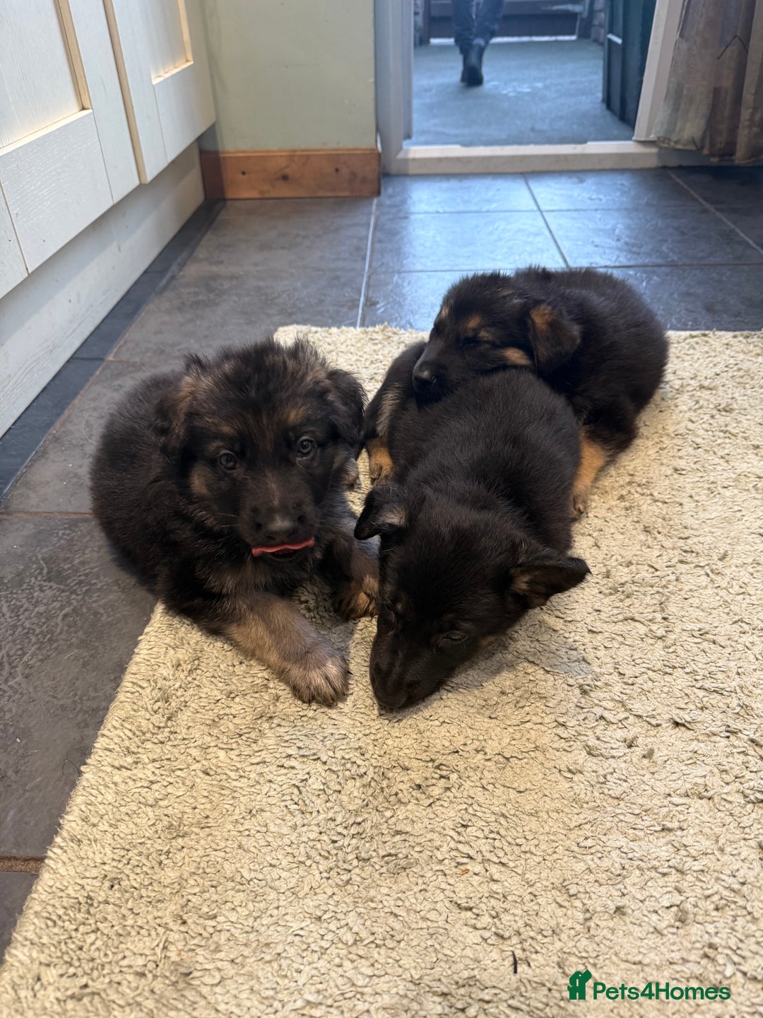 German Shepherd dogs for sale: German Shepard puppies  - Advert 1