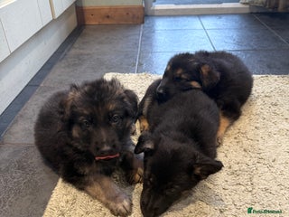 German Shepherd dogs for sale: German Shepard puppies - Advert 1