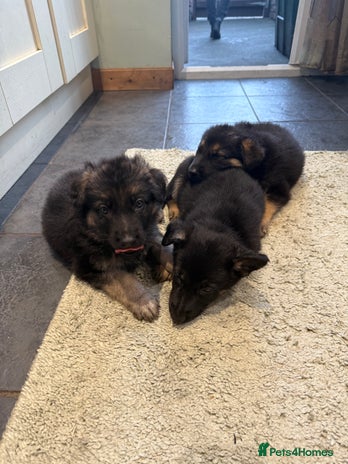 German Shepherd dogs German Shepard puppies - Advert 2