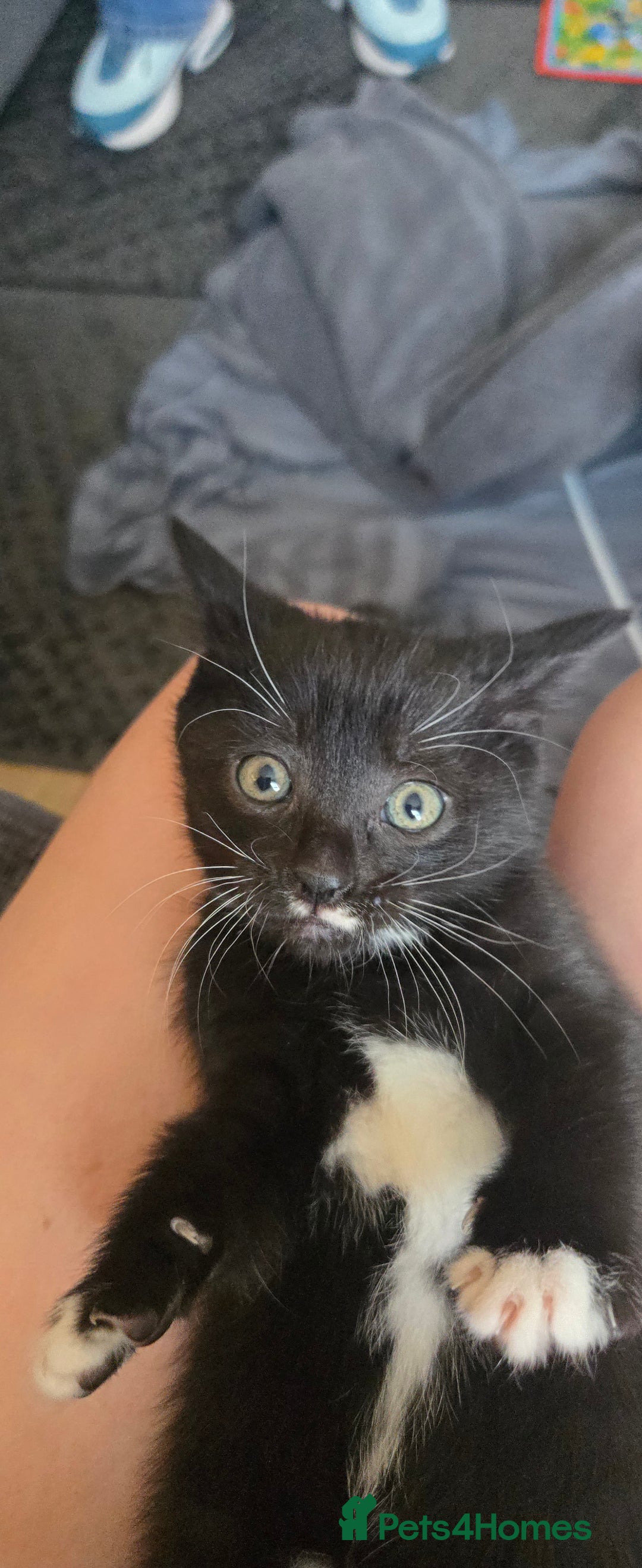 Mixed Breed cats for sale: 3 kittens looking for their forever homes.  - Image 12