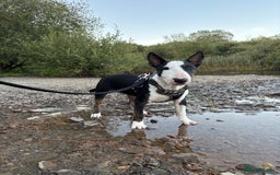 Miniature Bull terrier dogs for sale: Miniature bull terrier - Image 3