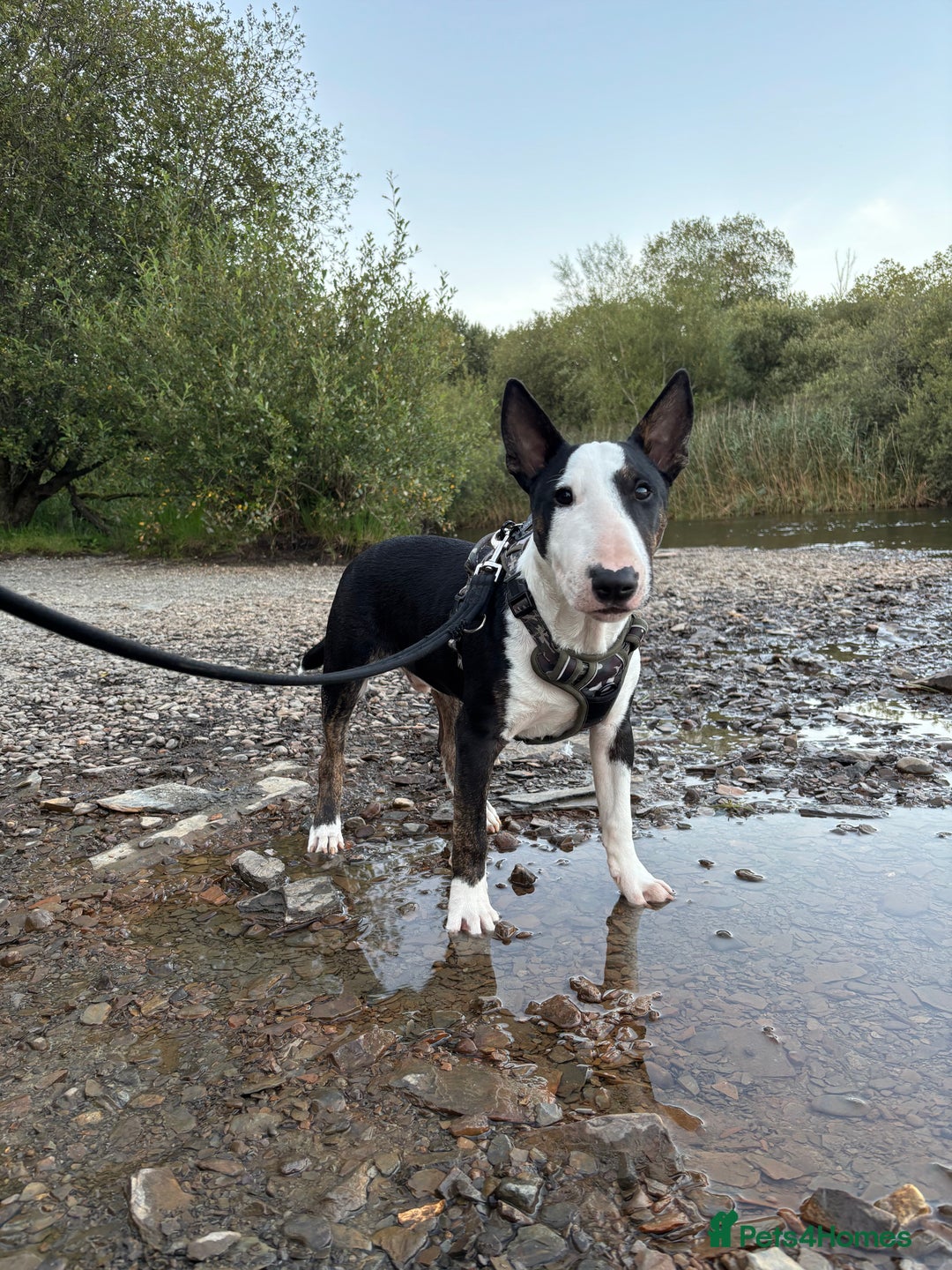 Miniature Bull terrier dogs for sale: Miniature bull terrier - Image 3