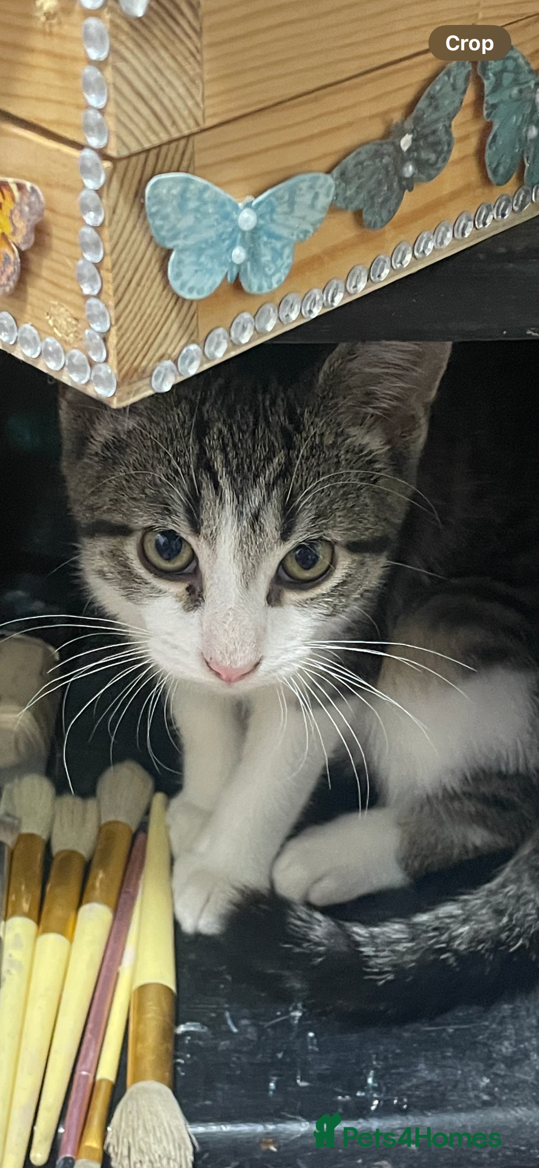Mixed Breed cats for sale: Bowie and Bean 2 male 10 month old cats for sale  - Image 9