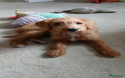Australian Labradoodle dogs for sale: Male mini austrailian labradoodle red  - Image 2