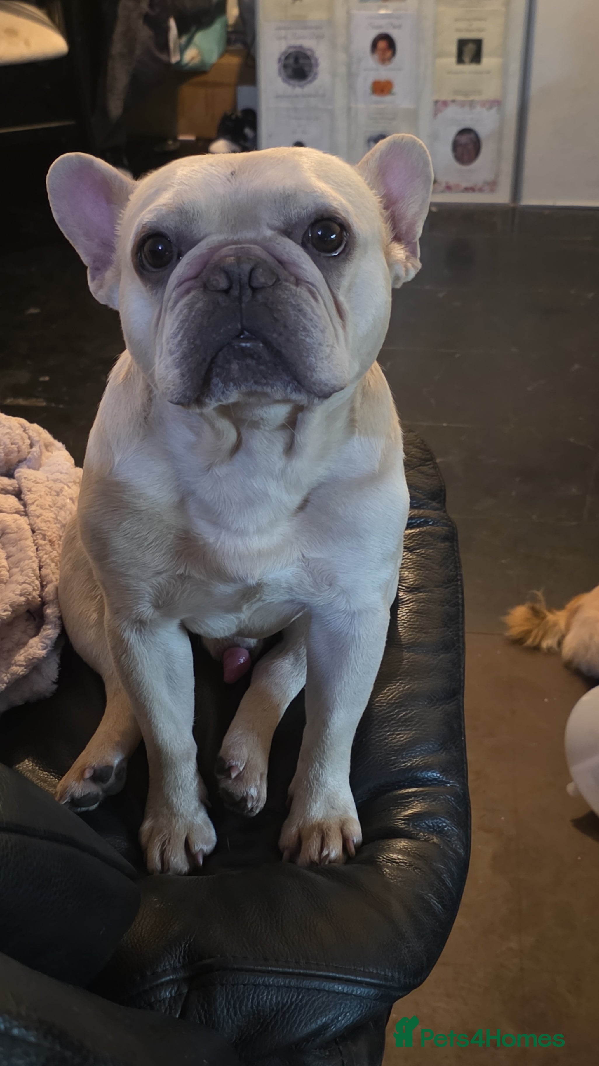 Bronson