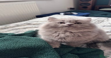 British Longhair cats in Watford - Advert 6