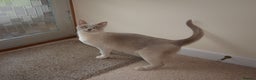Burmese cats for sale: Pedigree Burmese Kittens - Advert 23
