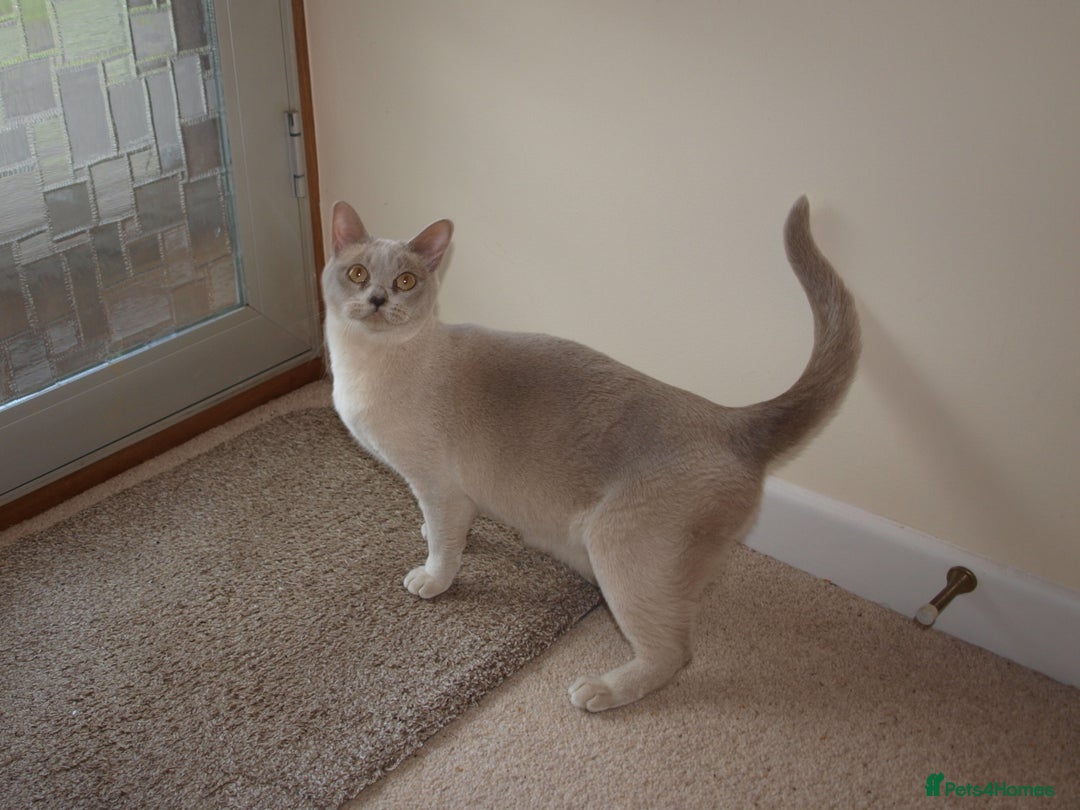 Burmese cats for sale: Pedigree Burmese Kittens - Advert 23