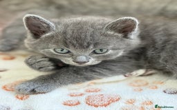 British Shorthair cats for sale: Adorable British Shorthair kittens - Blue & Choco - Image 8