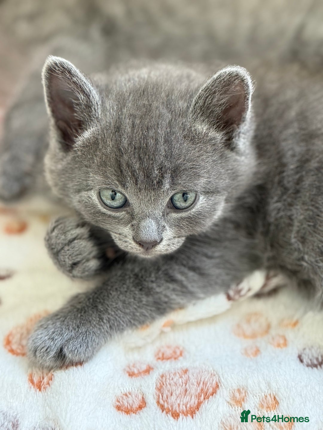 British Shorthair cats for sale: Adorable British Shorthair kittens - Blue & Choco - Image 8