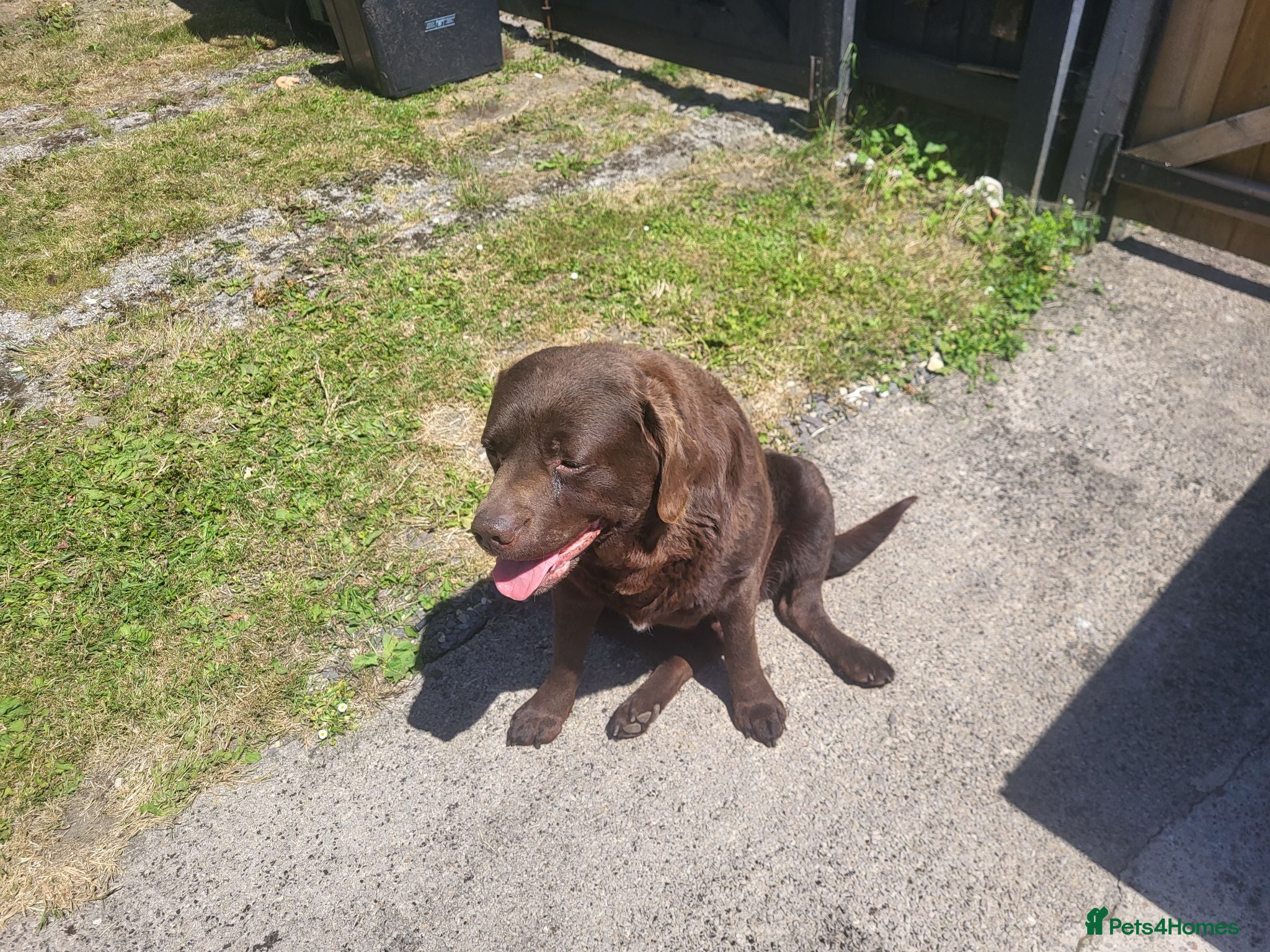 Labrador Retriever dogs Bruno male chocolate Labrador.  - Advert 5