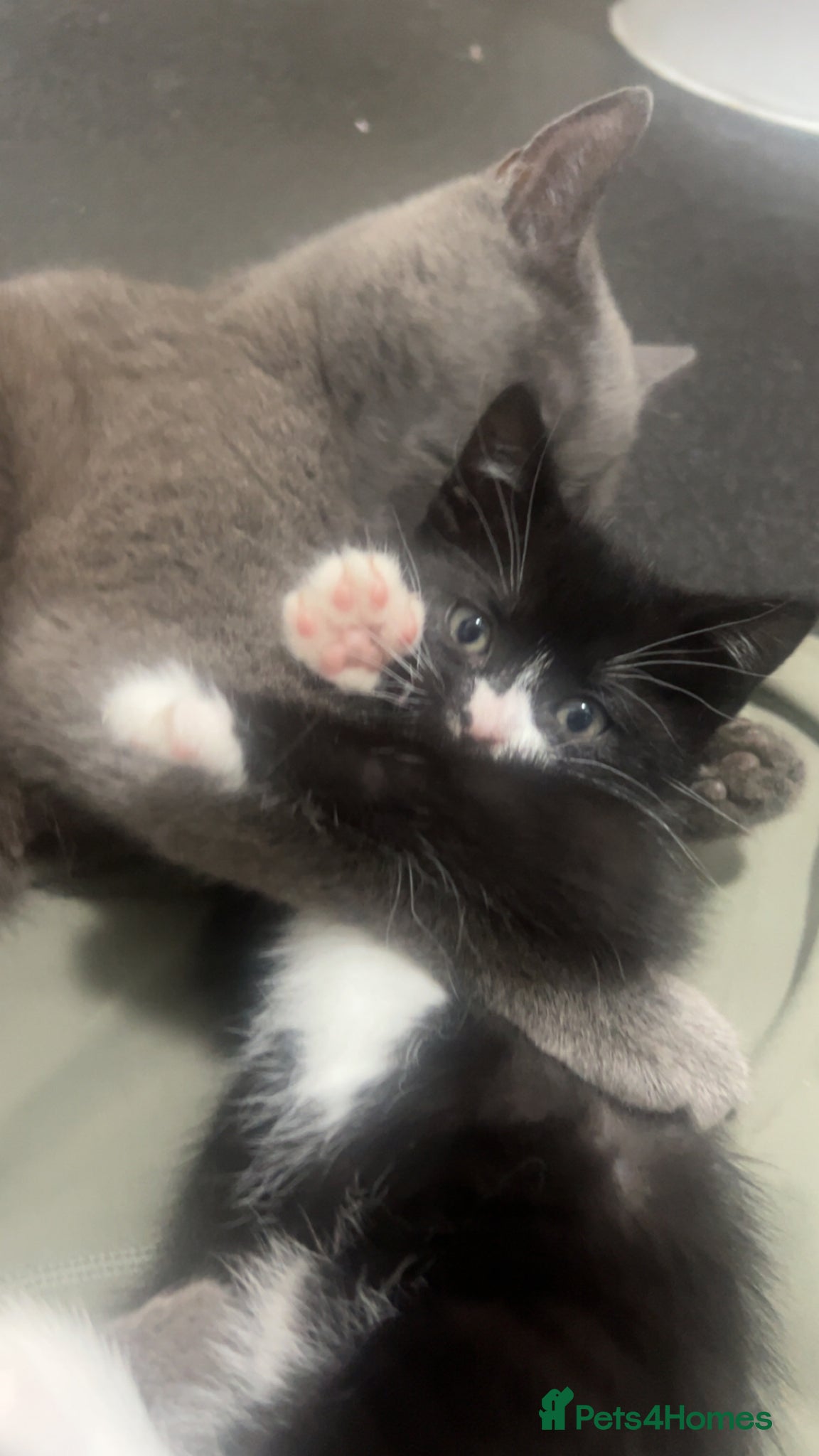 British Shorthair cats for sale: beautiful british short hair kitties  - Advert 9