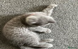 British Shorthair cats for sale: kittens for a new home Forever - Image 7