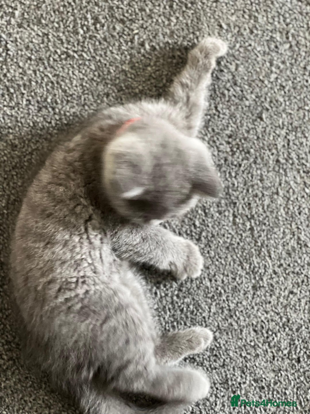 British Shorthair cats for sale: kittens for a new home Forever - Image 7