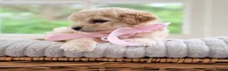 Mixed Breed dogs for sale: Stunning Shichon-poo teddies - Advert 18