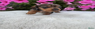 Dachshund 2