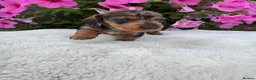 Dachshund dogs for sale: Standard wire haired dapple dachshund  in Worcester - Advert 17