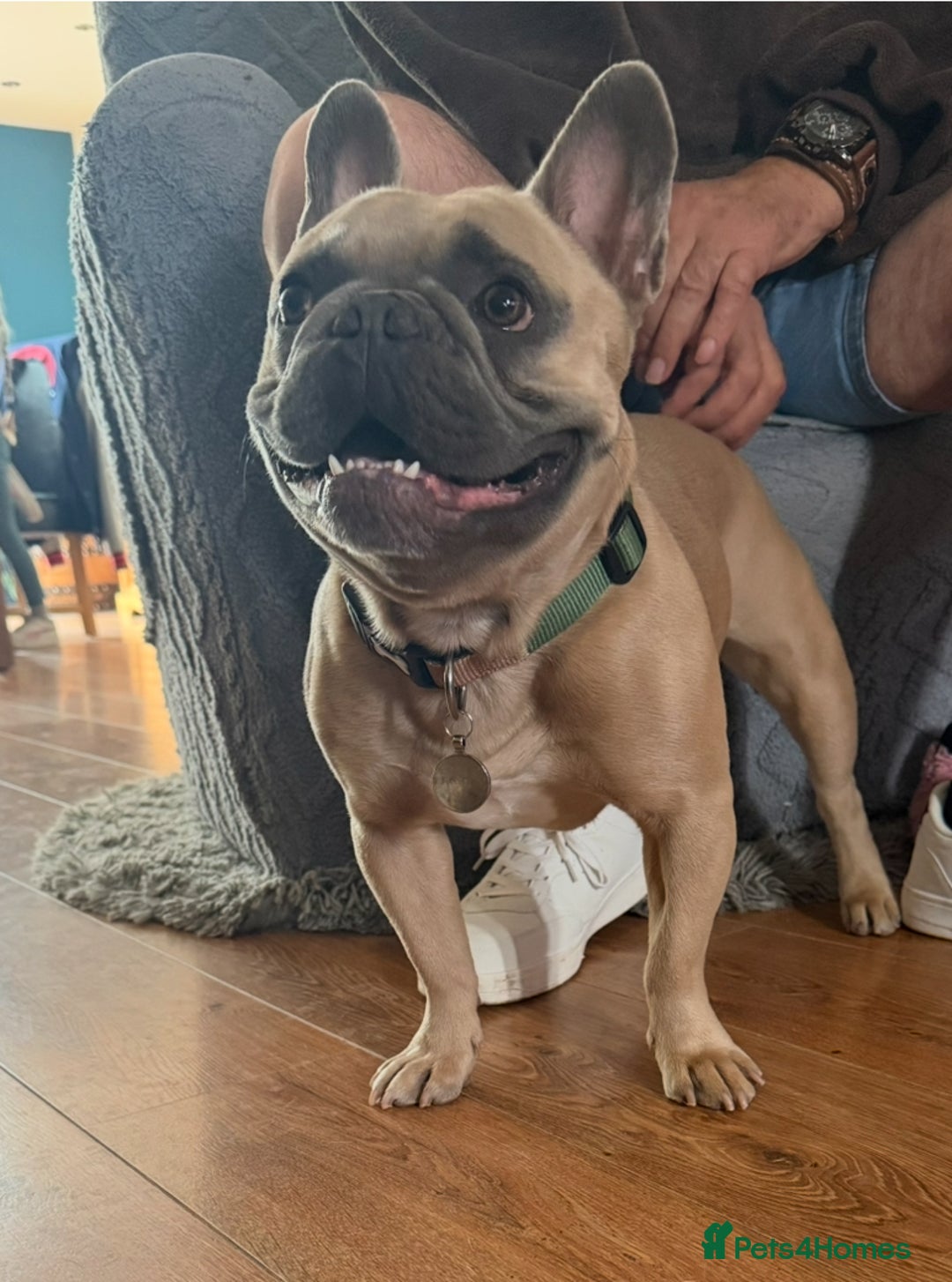 French Bulldog dogs for sale: Bailey - Image 3