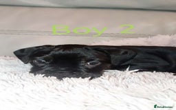 Mixed Breed dogs for sale: FROCKERS. (French bulldog cross cocker spaniel) - Image 13