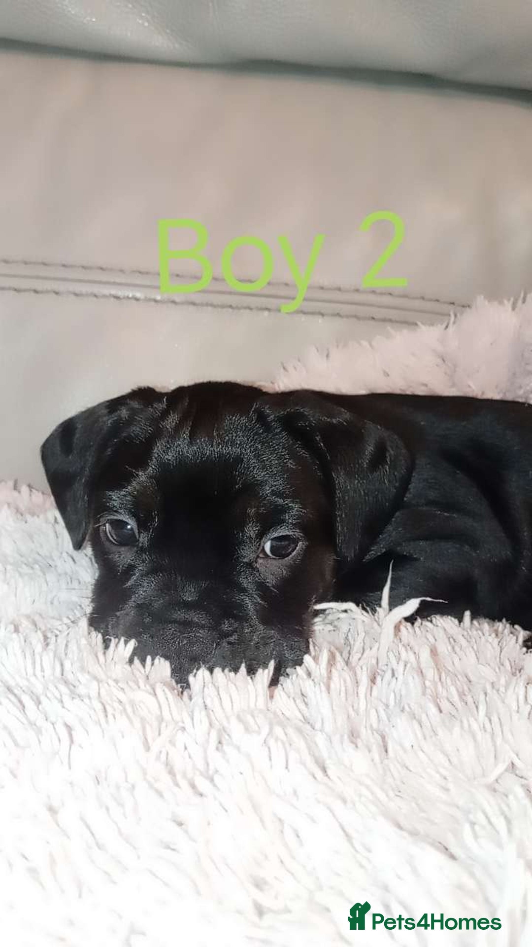 Mixed Breed dogs for sale: FROCKERS. (French bulldog cross cocker spaniel) - Image 13