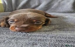 Dachshund dogs for sale: Stunning KC Registered Dachshund Puppies - Image 6