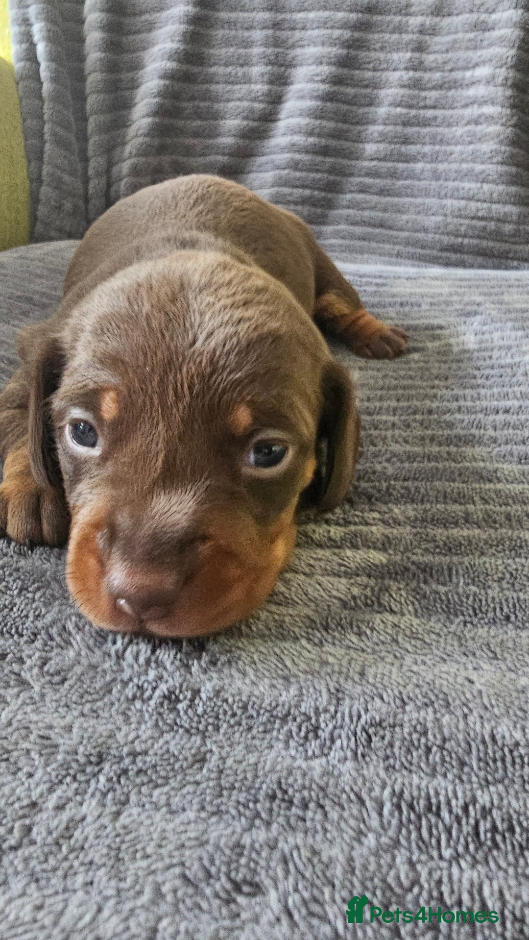 Dachshund dogs for sale: Stunning KC Registered Dachshund Puppies - Image 6