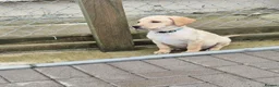 Labrador Retriever dogs for sale: Reduced ready to leave labrador pup - Advert 3