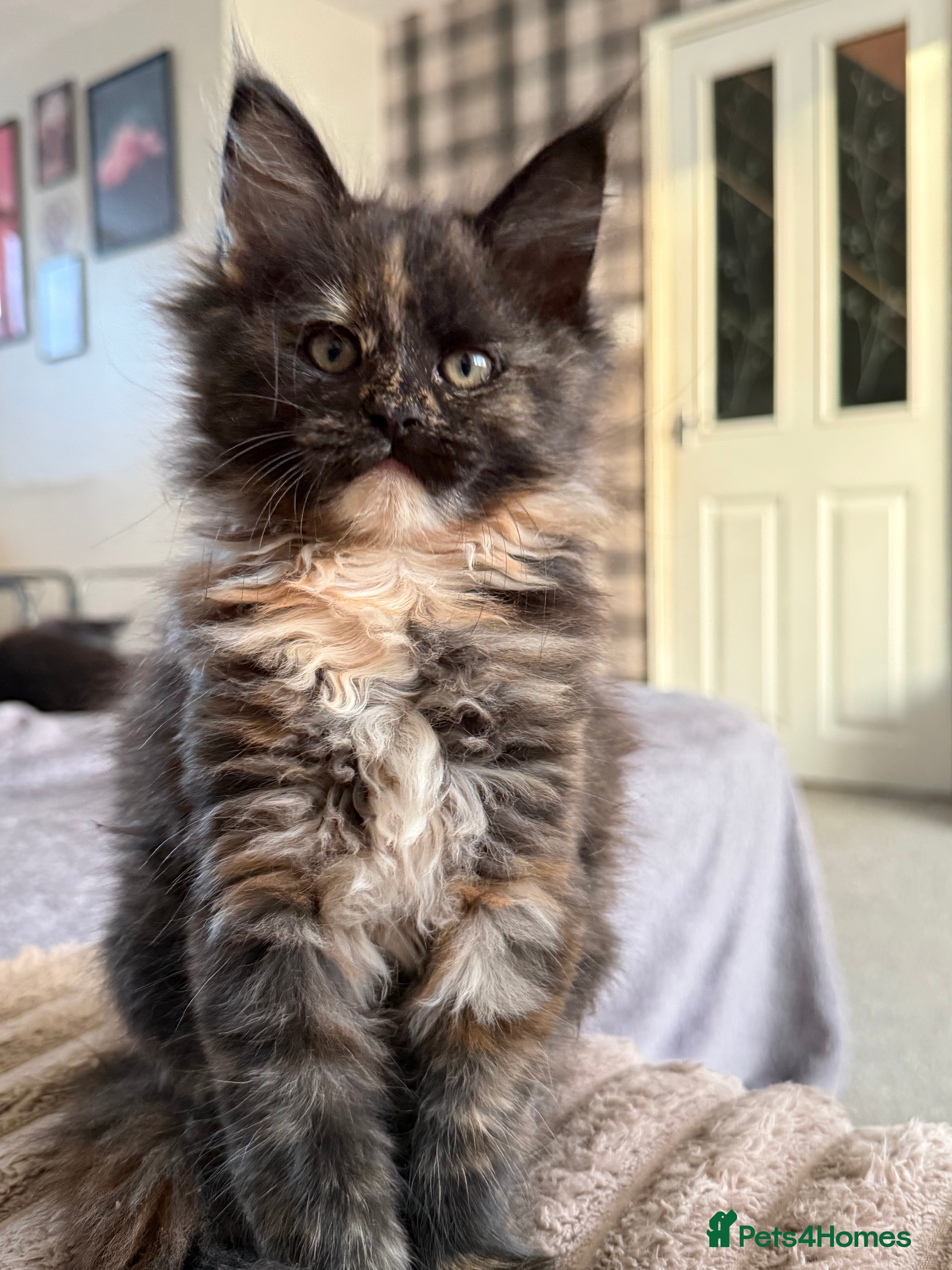 Maine Coon cats Beautiful Maine Coon Kittens - Advert 14