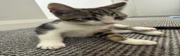 Aegean cats for sale: Aegan Male Kitten in Leeds - Advert 2