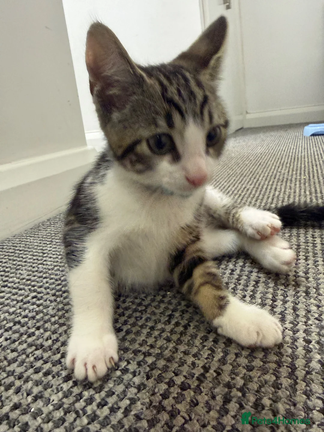 Aegean cats for sale: Aegan Male Kitten in Leeds - Advert 2