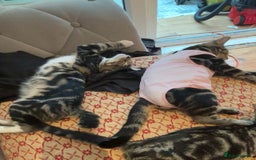 Domestic Shorthair cats for sale: Male Kitten - very cuddly and friendly  - Image 8