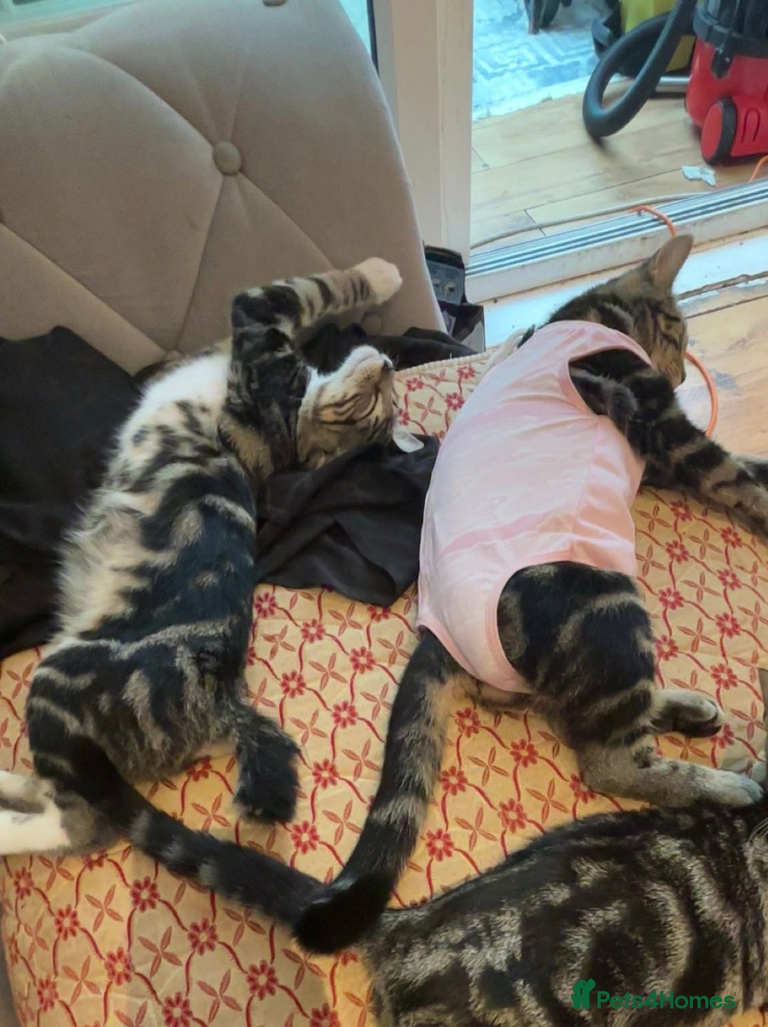 Domestic Shorthair cats for sale: Male Kitten - very cuddly and friendly  - Image 8