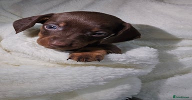 Miniature Dachshund dogs - Advert 14