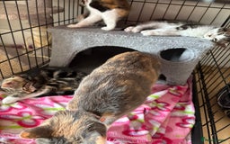Bombay cats for sale: Baby Bombay kittens - Image 2
