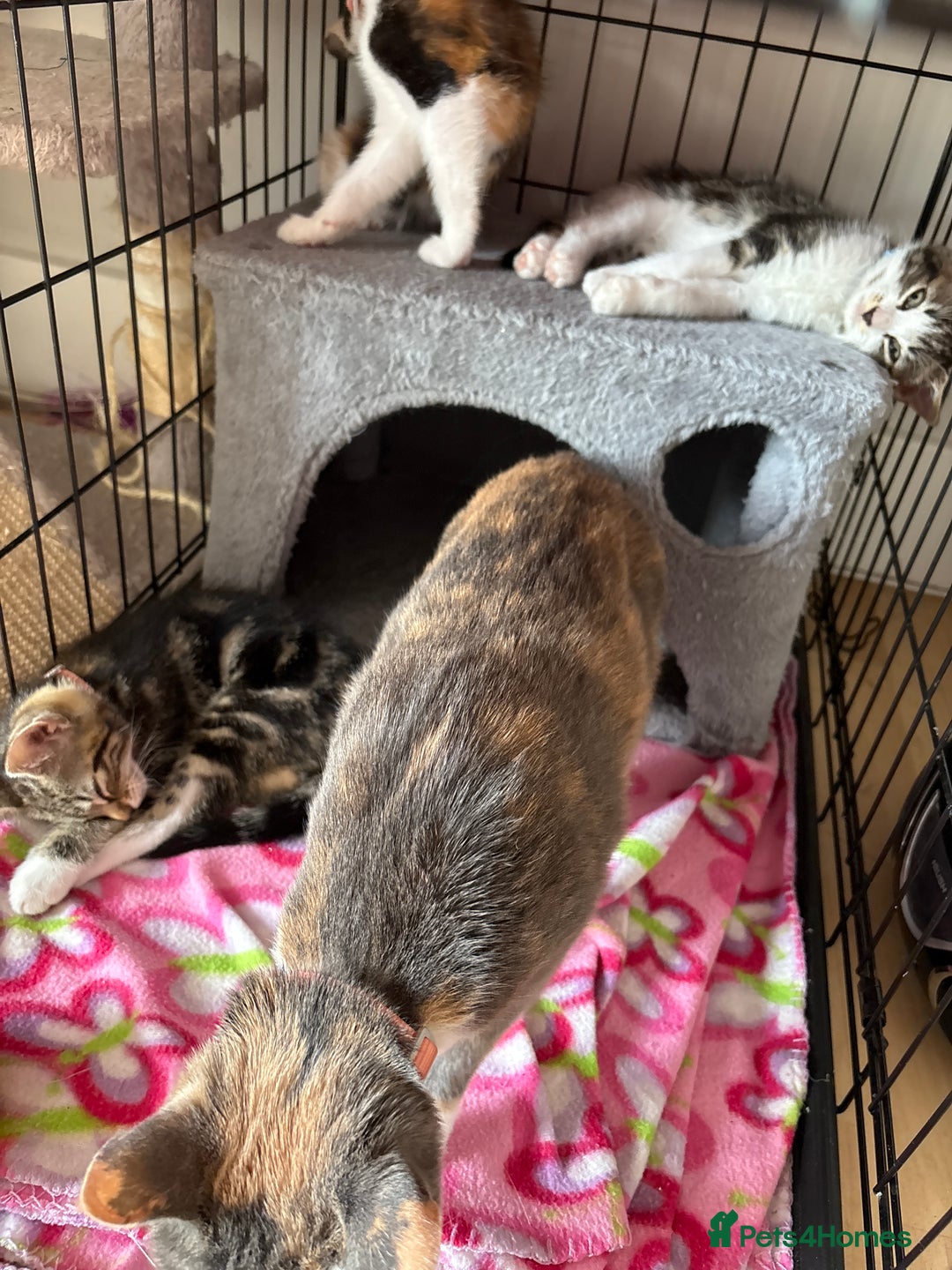 Bombay cats for sale: Baby Bombay kittens - Image 2