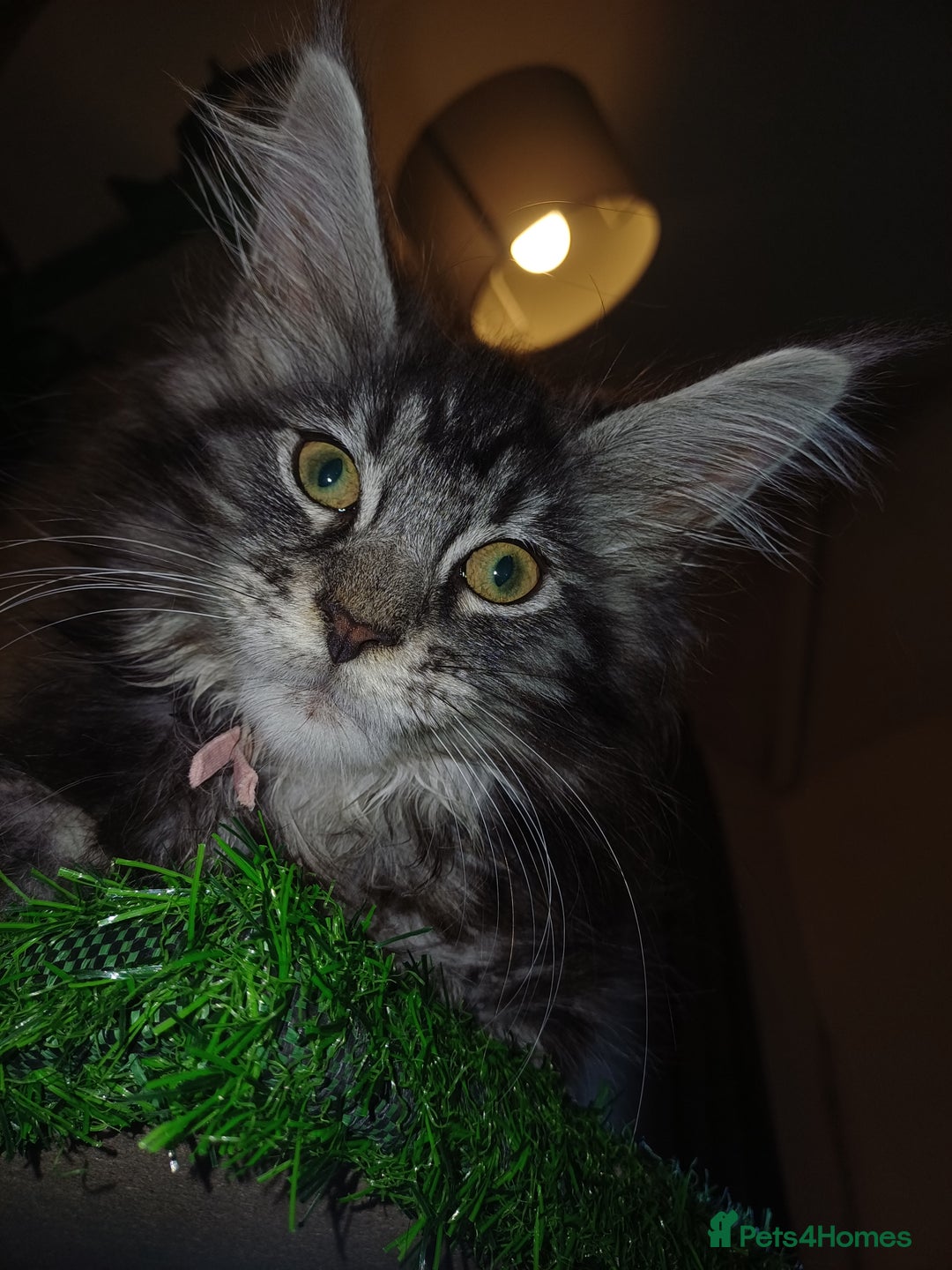 Maine Coon cats for sale: Gccf maine coon babies - Advert 7