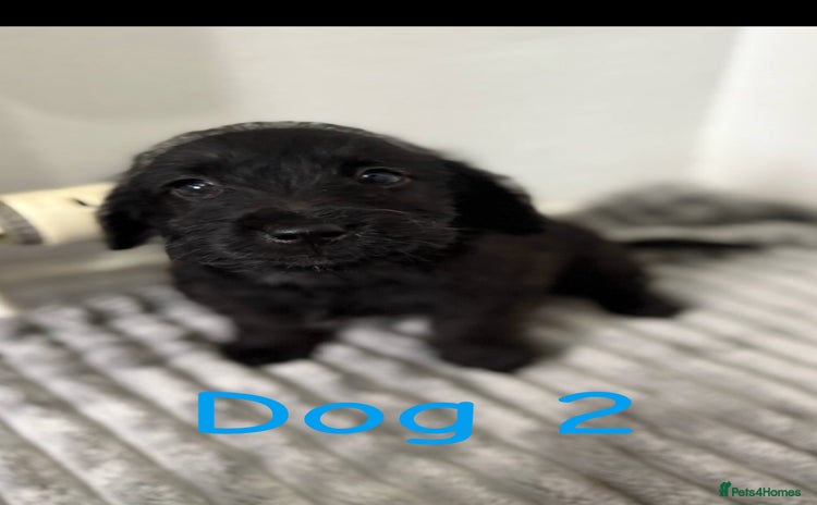 Jackapoo dogs - Advert 1