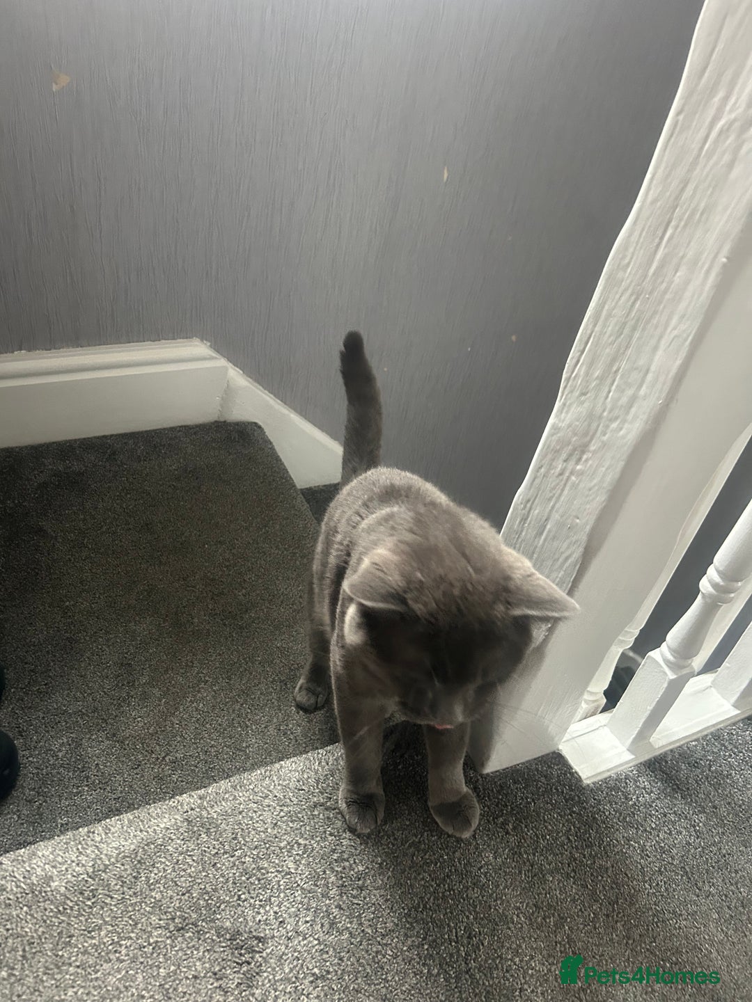 British Shorthair cats for sale: Male British shorthair  - Image 7