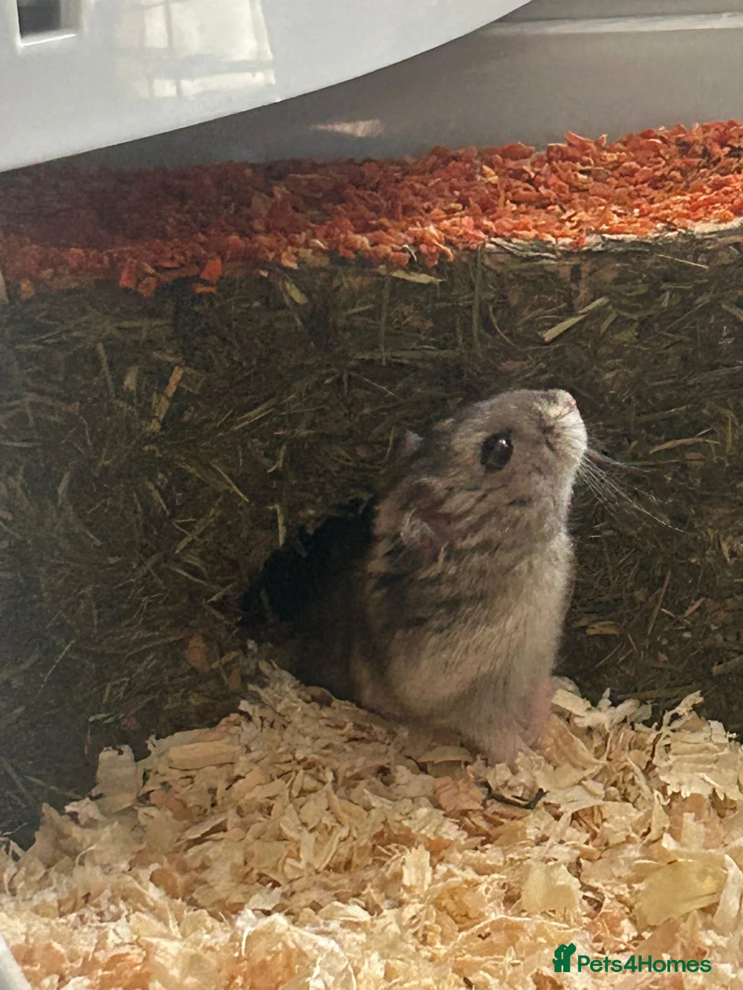 Hamster rodents for sale: Russian Dwarf hamster (Hammy) in Didcot - Advert 5