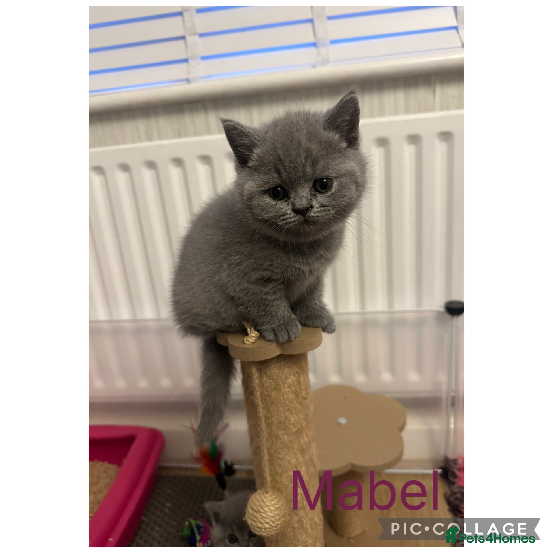 British Shorthair cats Stunning Blue British Shorthair Kittens  - Advert 1