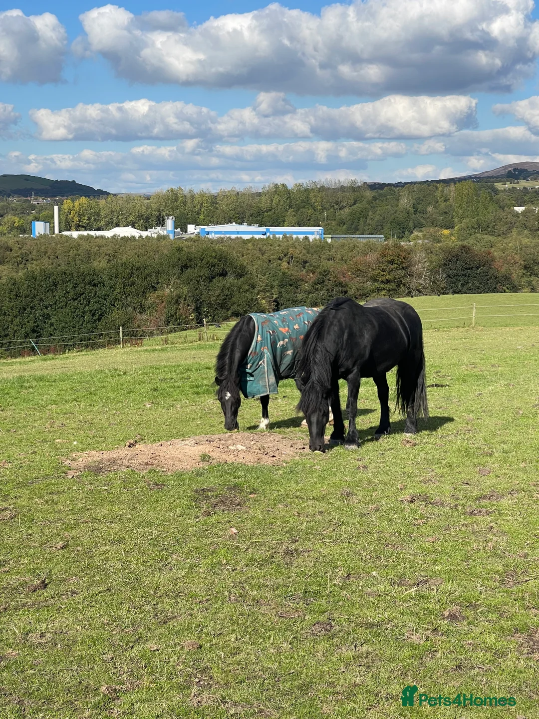 Welsh Section D horses for sale: Elsi Welsh D mare  - Advert 6