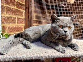 British Shorthair cats - Advert 10