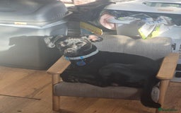 Patterdale Terrier dogs for sale: Kolbe  - Image 2
