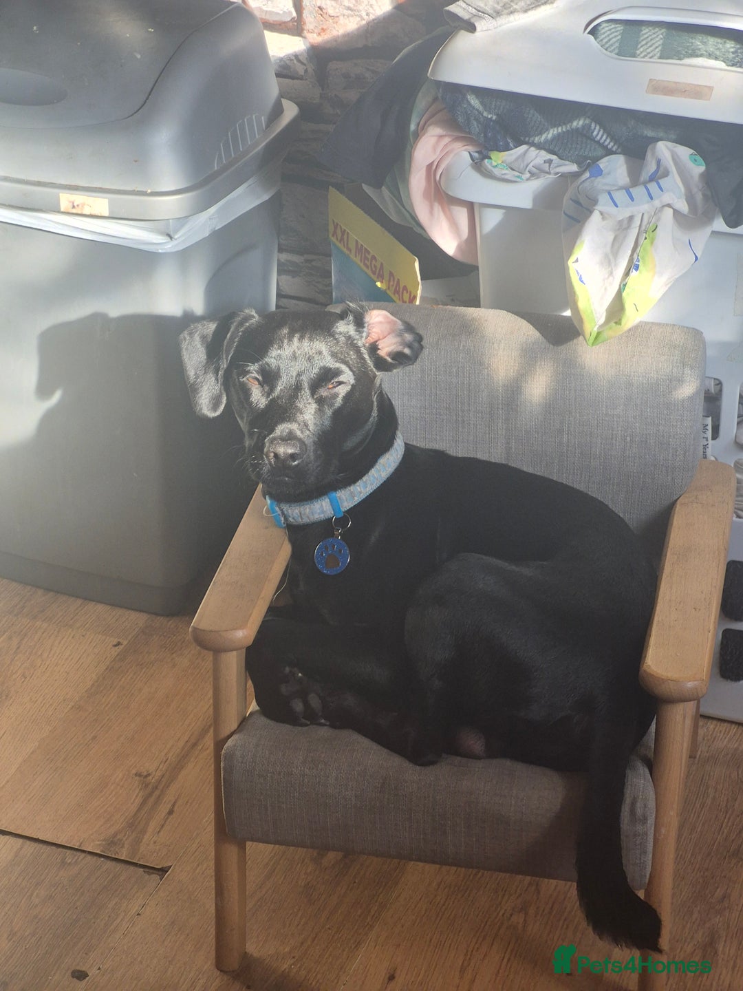 Patterdale Terrier dogs for sale: Kolbe  - Image 2