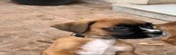 Boxer dogs for sale: READY NOW- Stunning boxer puppies - Advert 31