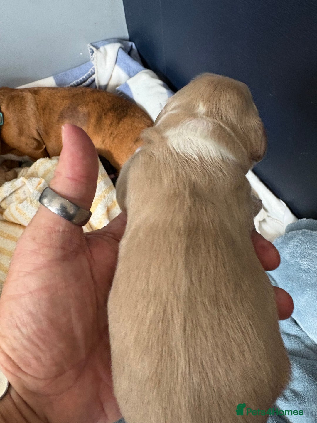 Miniature Dachshund dogs for sale: 5 SCRUMPTIOUS long hair mini Dachshunds  - Image 5